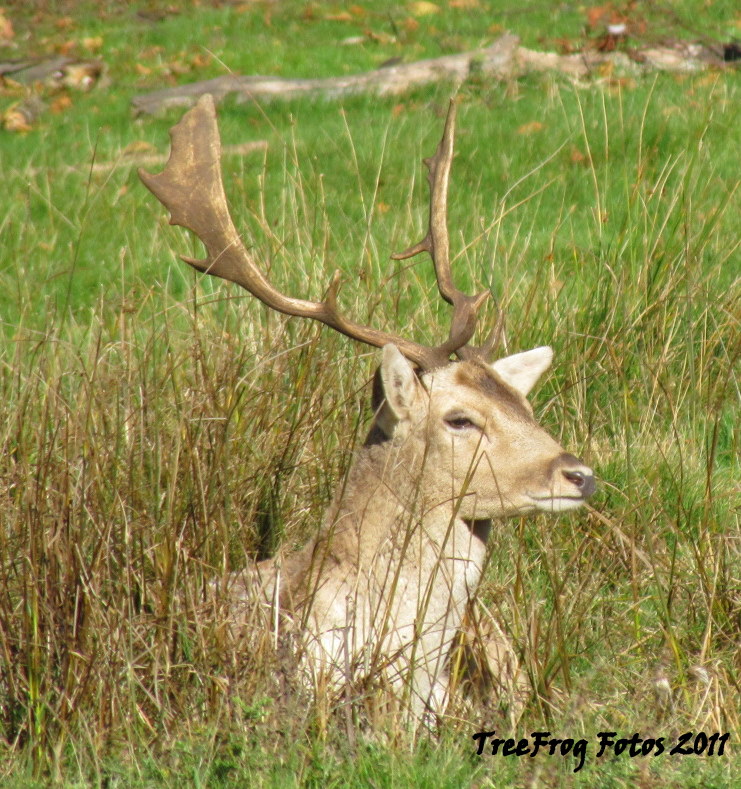 Fallow deer (male)
