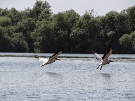 21. Pelicani in tandem in Delta Dunarii.JPG