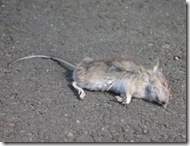 dead_mouse
