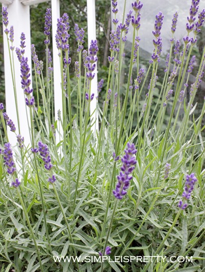 Lavender starting to flower www.simpleispretty.com