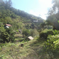Madeira-in-het-echt