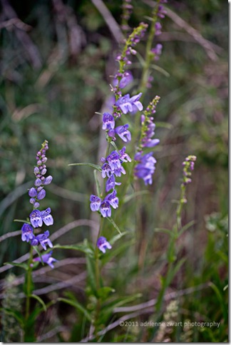 Penstemon purple wildflower