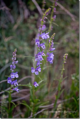 purple wildflower