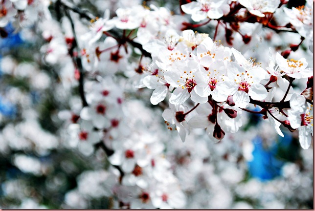 Sakura at South Island, NZ