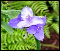 7b - Iris