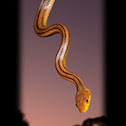 Yellow rat snake