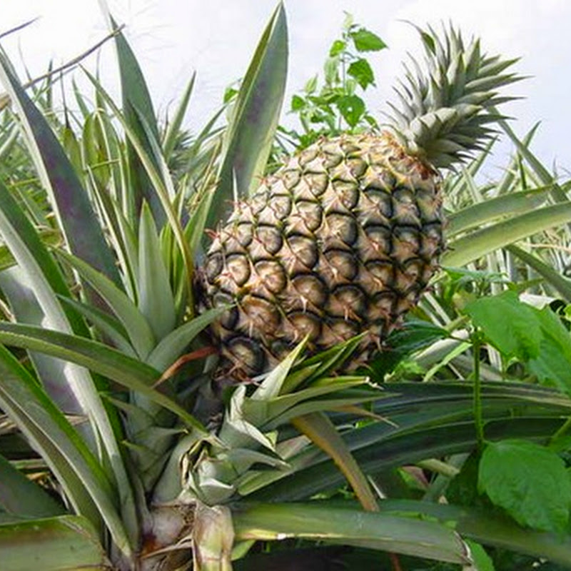 Proprietà ed effetti benefici dell'Ananas.