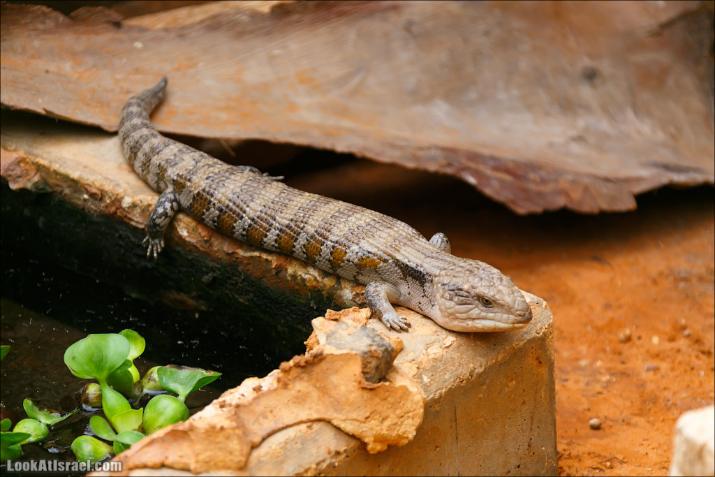 Ган Гуру - парк с кенгуру и другими австралийскими животными | Gan Guru | גן גורו | LookAtIsrael.com - Фото путешествия по Израилю