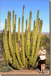 Large Pipe Oran Cactus