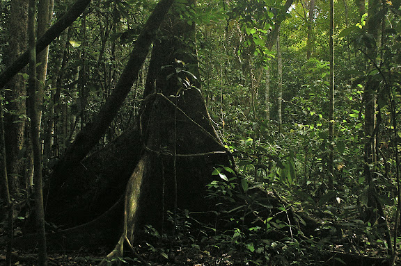 Sukau, lot n°2 (Sabah, Malaisie, Bornéo), 5 août 2011. Photo : J.-M. Gayman