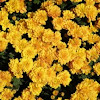 chrysanthemum