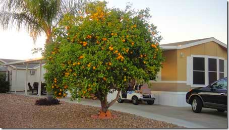 orange-trees