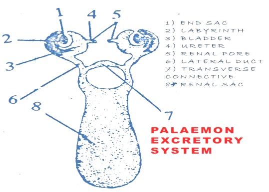 PALAEMON (PRAWN)-EXCRETORY SYSTEM | BIOZOOM