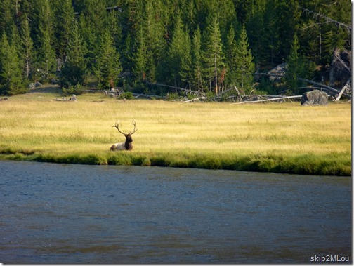 Sept 5, 2012: Big Buck Elk seen along the Madison River