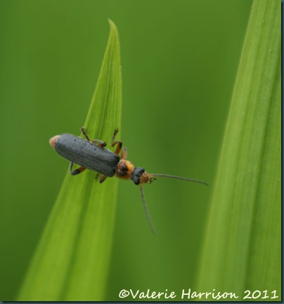 soldier-beetle-Cantharis-nigricans
