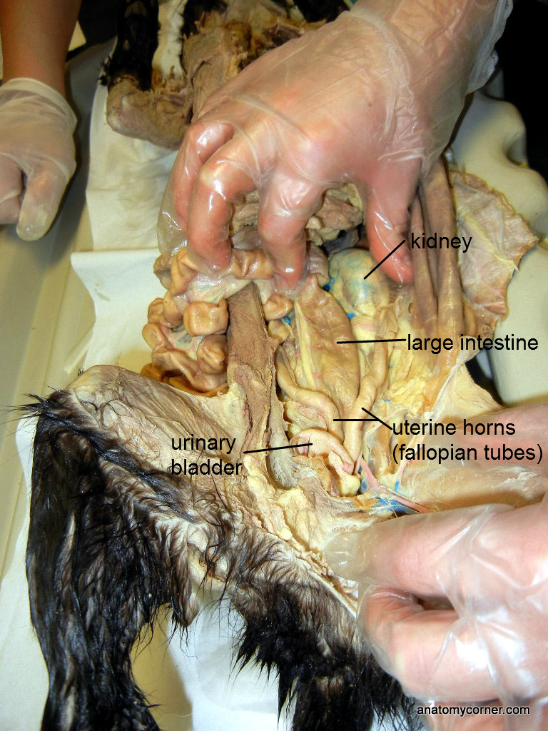 cat_large_intestine_L.JPG