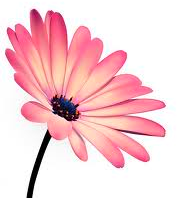 [flower_illustration1%255B7%255D.png]
