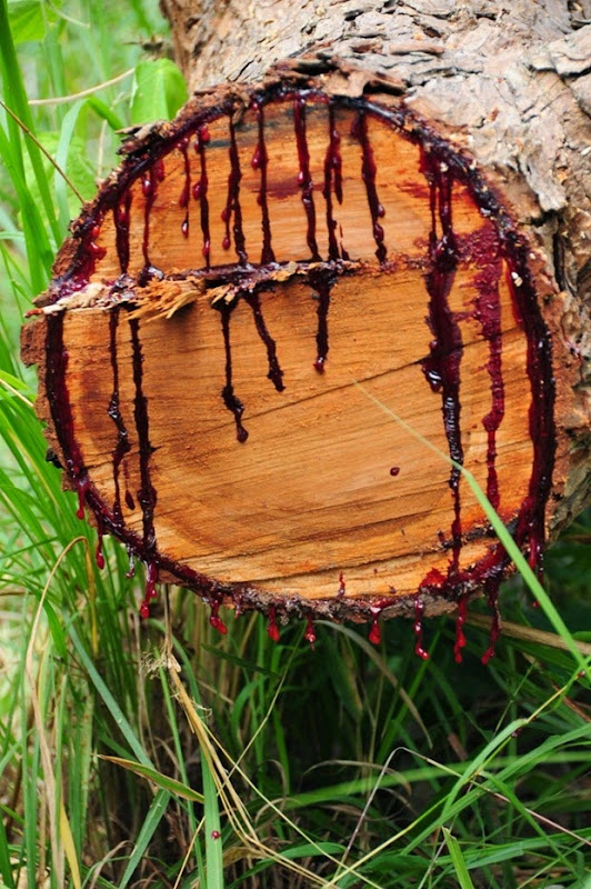bloodwood-tree-1
