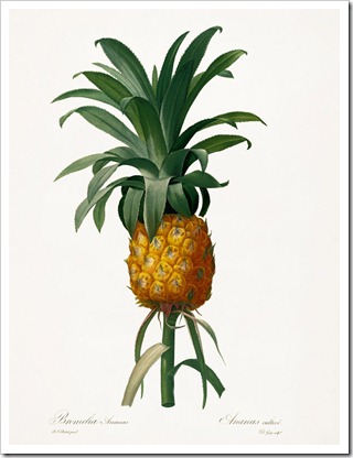 redoute_Ananas cultive