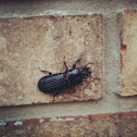 Bess Beetle
