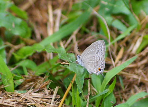 Catopyrops ancyra C. FELDER, 1860. Sukau (Sabah), 7 août 2011. Photo : J.-M. Gayman