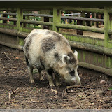 Wildschein im Wisentreservat bei Miedzydroje