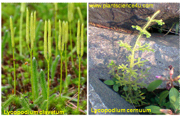 Lycopodium  species