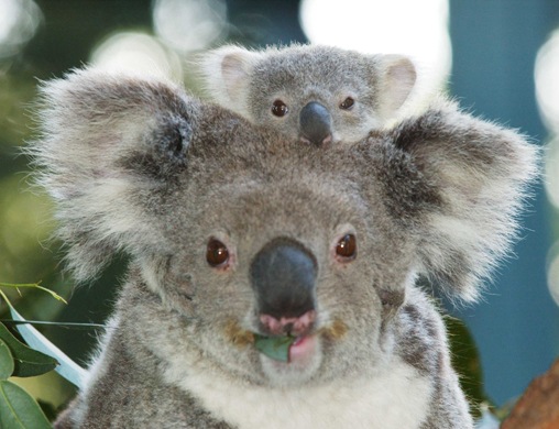 [Koala_Baby%255B4%255D.jpg]