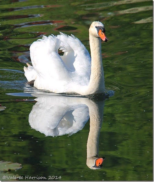 36-mute-swan