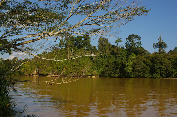 La Kinabatangan à Sukau (Sabah, Malaisie), 1er août 2011. Photo : J.-M. Gayman