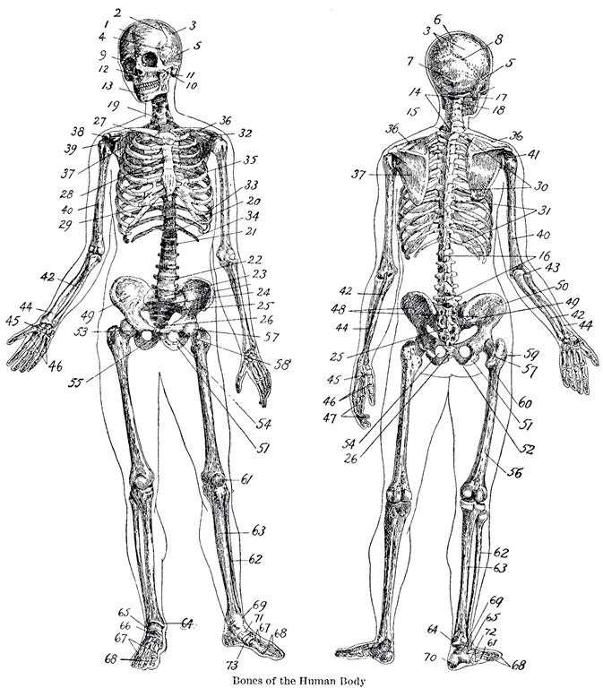 [Vintage-Anatomy-Skeleton-Images-GraphicsFairy%255B4%255D.jpg]