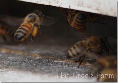 honeybees3