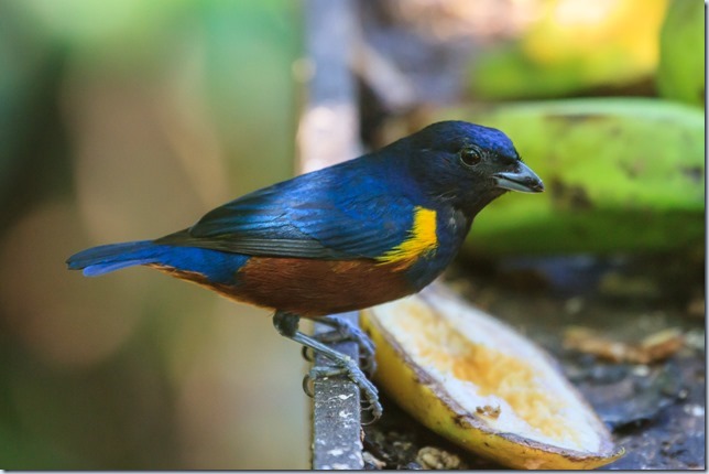 Chestnut-bellied_Euphonia-1