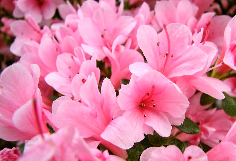 [Azaleas_pink5.jpg]