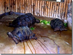 2011.11.14-020 tortues des Seychelles