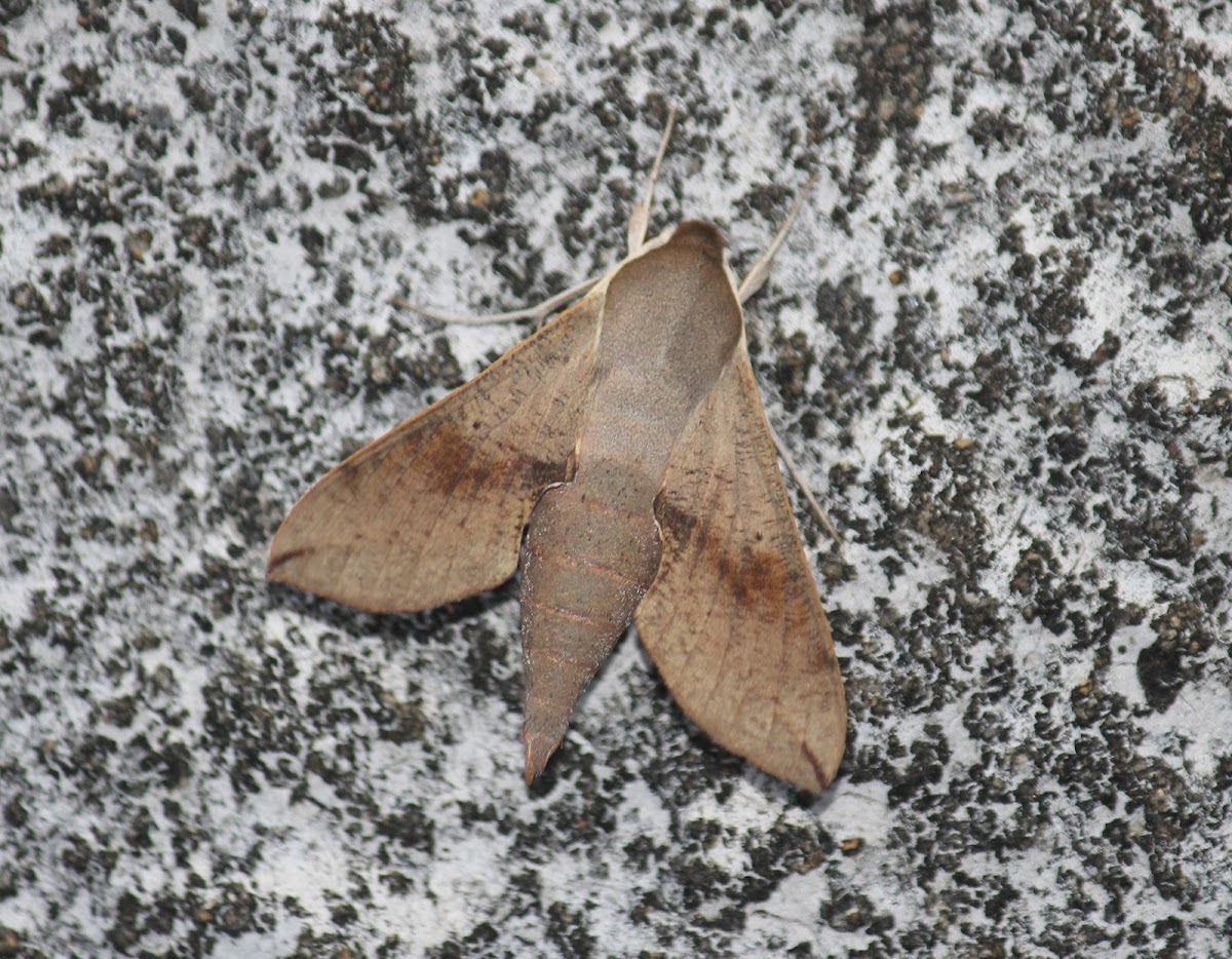 Scrofa Hawk Moth