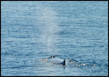 07c - Whales -