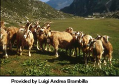 kumpulan kambing