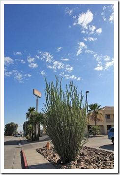 120725_Needles_030 120725_Needles_030
