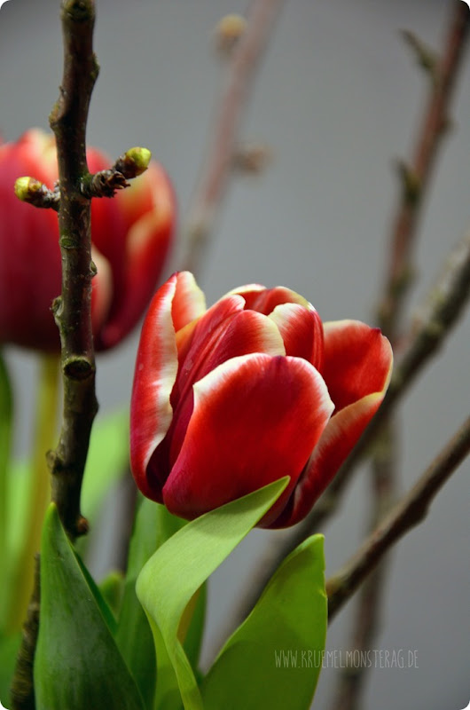 rote Tulpen (03) mit Kirschblütenzweigen am FridayFlowerday