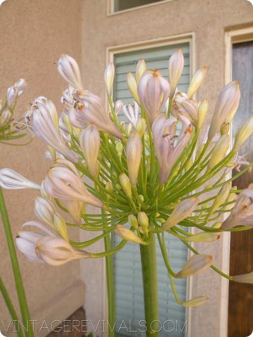 [Blue-Nile-Flower32.jpg]