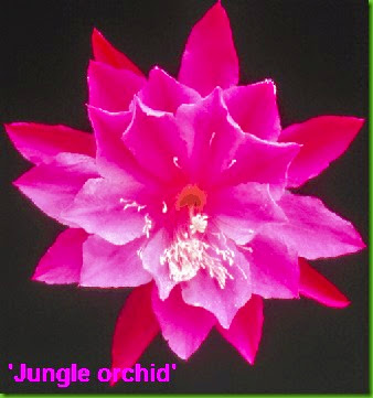 Epi Jungle Orchid