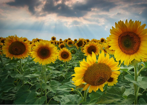 Sunflower landscape2