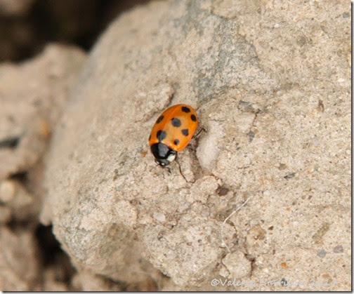 11-spot-ladybird