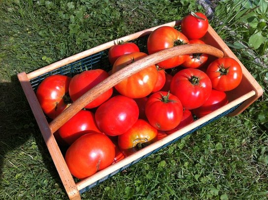 Tomato Harvest 2012