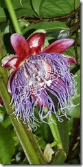 passionfruit flower