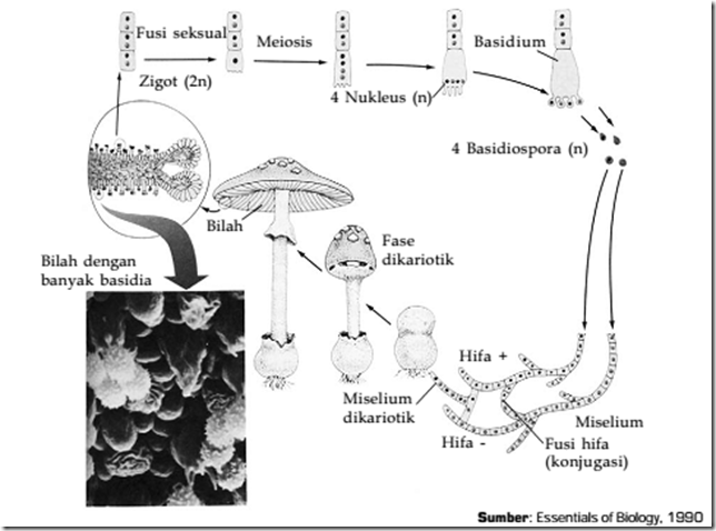Mengenal Fungi Divisi Basidiomycotina  Kumpulan Perbedaan