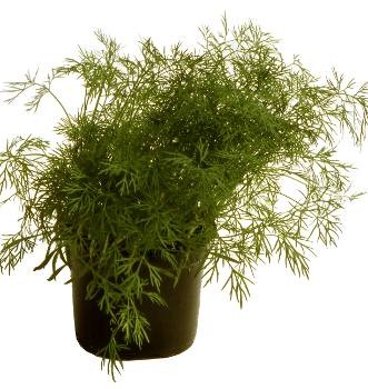 [Dukat%2520Dill%255B2%255D.jpg]