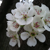 Pear Tree Not Bearing Fruit / MANDARIN TREE BEARING FRUIT / Every fruiting tree requires fertilization.