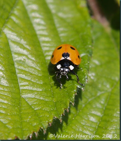 39-7-spot-ladybird